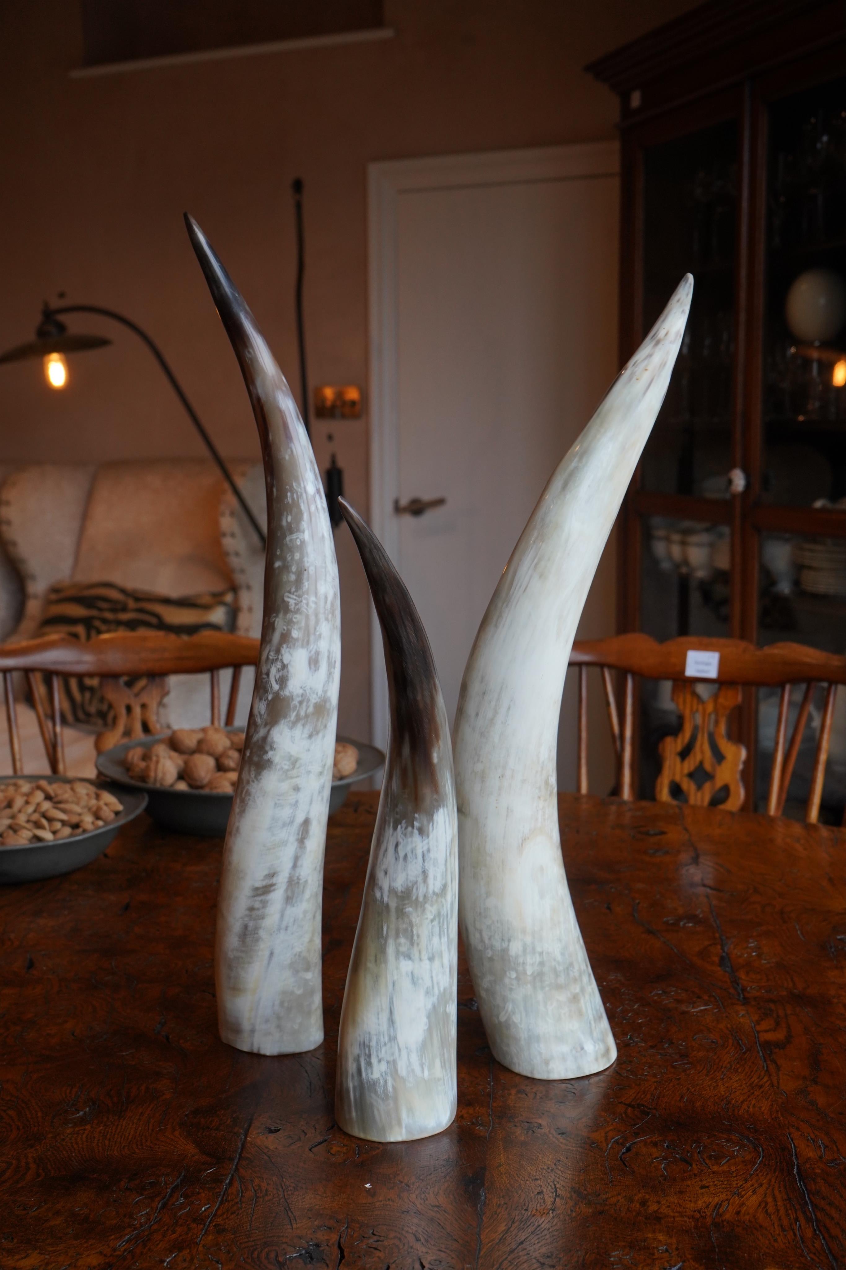 Three longhorn ornaments, largest 62cm. Condition - good